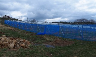 天空のピオーネ農園防風ネット