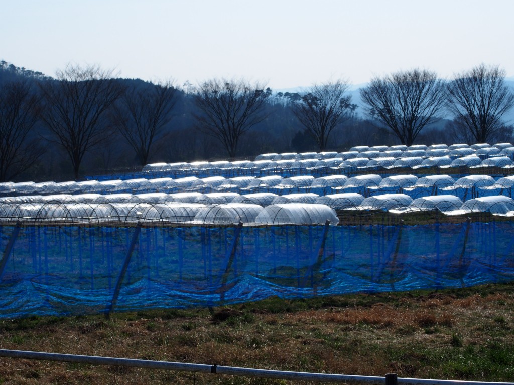 岡山吉備中央町ぶどうピオーネ