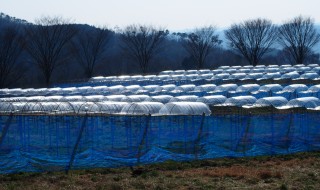 岡山吉備中央町ぶどうピオーネ