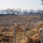 天空のピオーネ農園アグリスジャパン