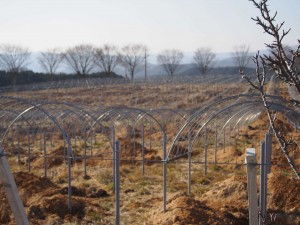 天空のピオーネ農園アグリスジャパン