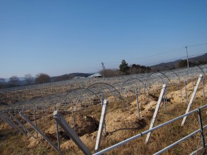 天空のピオーネ農園アグリスジャパン