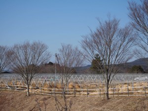 天空のピオーネ農園アグリスジャパン