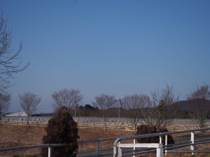 天空のピオーネ農園アグリスジャパン