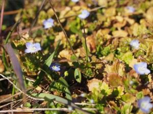 天空のピオーネ農園アグリスジャパン