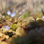 天空のピオーネ農園アグリスジャパン