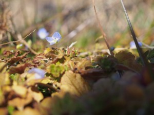 天空のピオーネ農園アグリスジャパン