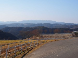 天空のピオーネ農園アグリスジャパン