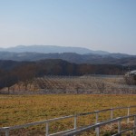 天空のピオーネ農園アグリスジャパン