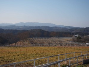 天空のピオーネ農園アグリスジャパン
