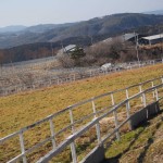 天空のピオーネ農園アグリスジャパン