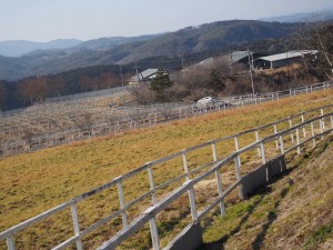 天空のピオーネ農園アグリスジャパン