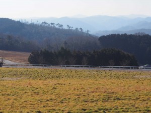 天空のピオーネ農園アグリスジャパン