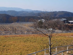 天空のピオーネ農園アグリスジャパン