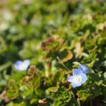 天空のピオーネ農園アグリスジャパン