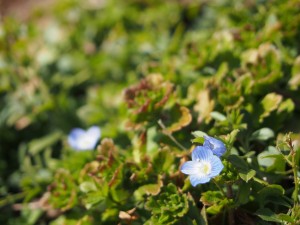 天空のピオーネ農園アグリスジャパン