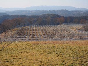 天空のピオーネ農園アグリスジャパン