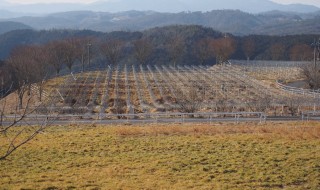 天空のピオーネ農園アグリスジャパン