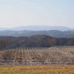 天空のピオーネ農園アグリスジャパン