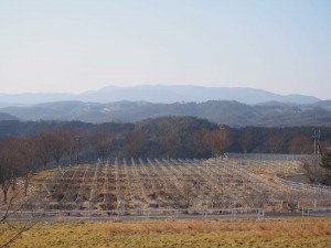 天空のピオーネ農園アグリスジャパン