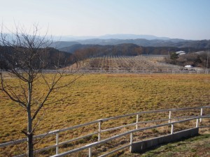 天空のピオーネ農園アグリスジャパン