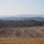 天空のピオーネ農園アグリスジャパン