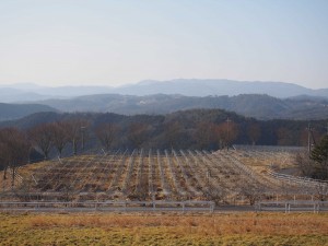 天空のピオーネ農園アグリスジャパン