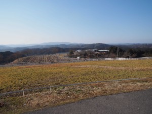 天空のピオーネ農園アグリスジャパン