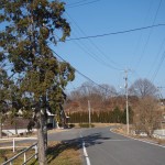 天空のピオーネ農園アグリスジャパン