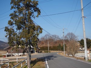 天空のピオーネ農園アグリスジャパン
