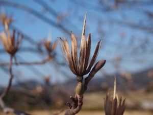 天空のピオーネ農園アグリスジャパン
