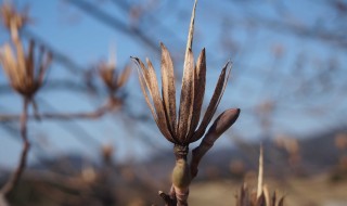 天空のピオーネ農園アグリスジャパン