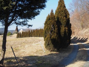 天空のピオーネ農園アグリスジャパン