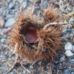 天空のピオーネ農園アグリスジャパン