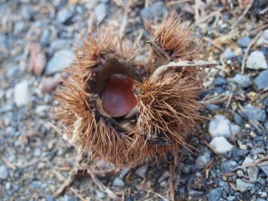 天空のピオーネ農園アグリスジャパン
