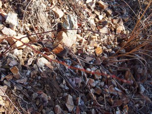 天空のピオーネ農園アグリスジャパン