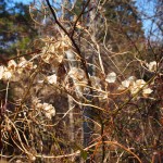 天空のピオーネ農園アグリスジャパン