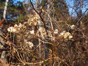 天空のピオーネ農園アグリスジャパン