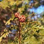 天空のピオーネ農園アグリスジャパン