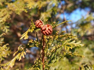 天空のピオーネ農園アグリスジャパン