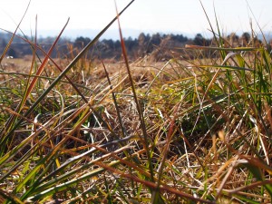 天空のピオーネ農園アグリスジャパン