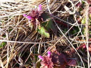 天空のピオーネ農園アグリスジャパン