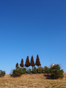 天空のピオーネ農園アグリスジャパン