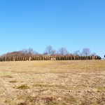 天空のピオーネ農園アグリスジャパン