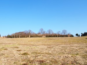 天空のピオーネ農園アグリスジャパン