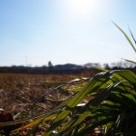 天空のピオーネ農園アグリスジャパン