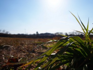 天空のピオーネ農園アグリスジャパン