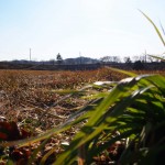 天空のピオーネ農園アグリスジャパン