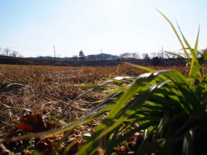 天空のピオーネ農園アグリスジャパン