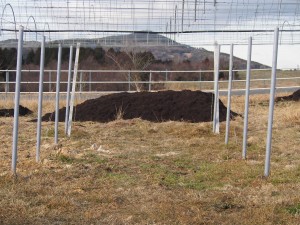 岡山吉備中央町ぶどうピオーネ